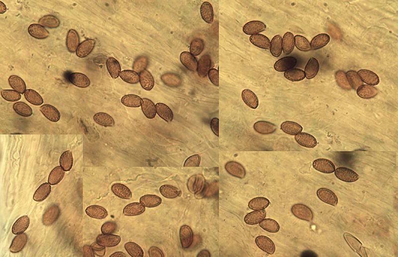 Cortinarius urbicus mikro